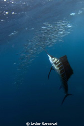 atlantic sailfish hunting sardines, when they atack the b... by Javier Sandoval 